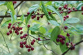 Juneberry Seeds – Amelanchier lamarckii, Edible Berries, Ornamental Shrub or Small Tree, White Flowers, Fruit Plant for Garden