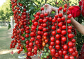 Sugar Bomb Cherry Tomato Seeds - Heirloom Non-GMO Vegetable Seeds for Garden Planting, High-Yield Red Cherry Tomato (Solanum lycopersicum)