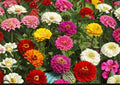 100+ Cut and Come Again Zinnia Seeds – Bright Colorful Flower Seeds for Garden, Attracts Pollinators, Long Blooming, Easy to Grow