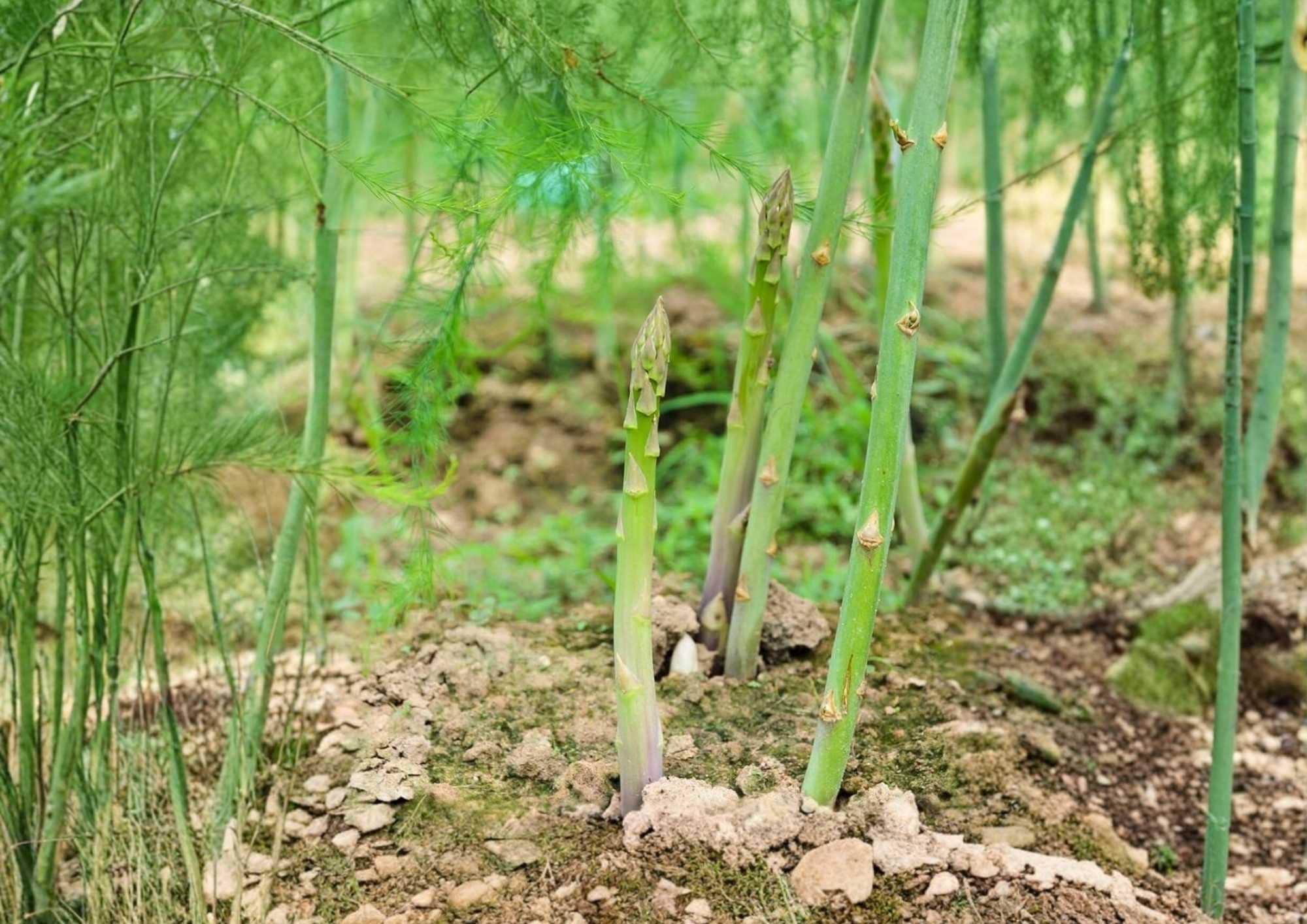 200+ Mary Washington Asparagus Seeds – Organic Non-GMO Heirloom Perennial Vegetable for Garden Planting, Green Spears, High Yield