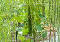 50+ Southern Delight Japanese Cucumber Seeds, High Yield, Long Crisp Burpless Variety, Vegetable Seeds for Garden Planting