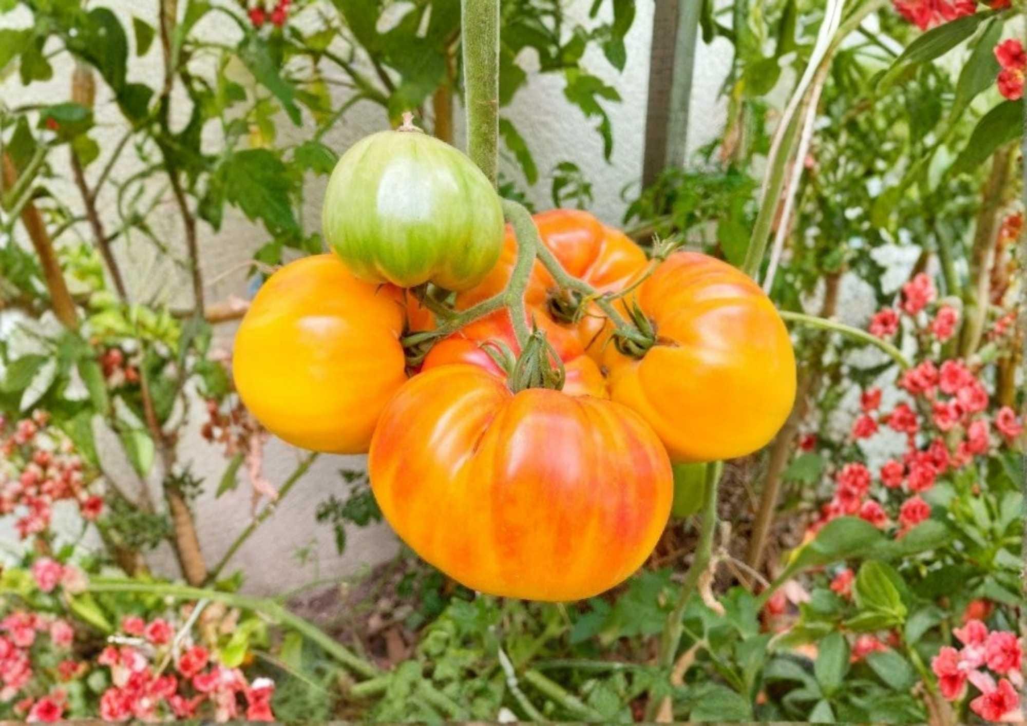 120+ Pineapple Tomato Seeds, Heirloom Non-GMO, Large Yellow Red Beefsteak, Solanum lycopersicum