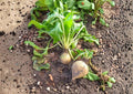 White Albino Beet Seeds – Heirloom Organic Non-GMO Vegetable Seeds for Garden Planting, Sweet Mild Roots, High Yield, 250+ Seeds
