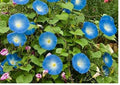Baby Blue Eyes Wildflower Seeds – Drought Tolerant Groundcover, Meadow Pollinator Plant, Sky-Blue Blooms, Eustoma grandiflorum