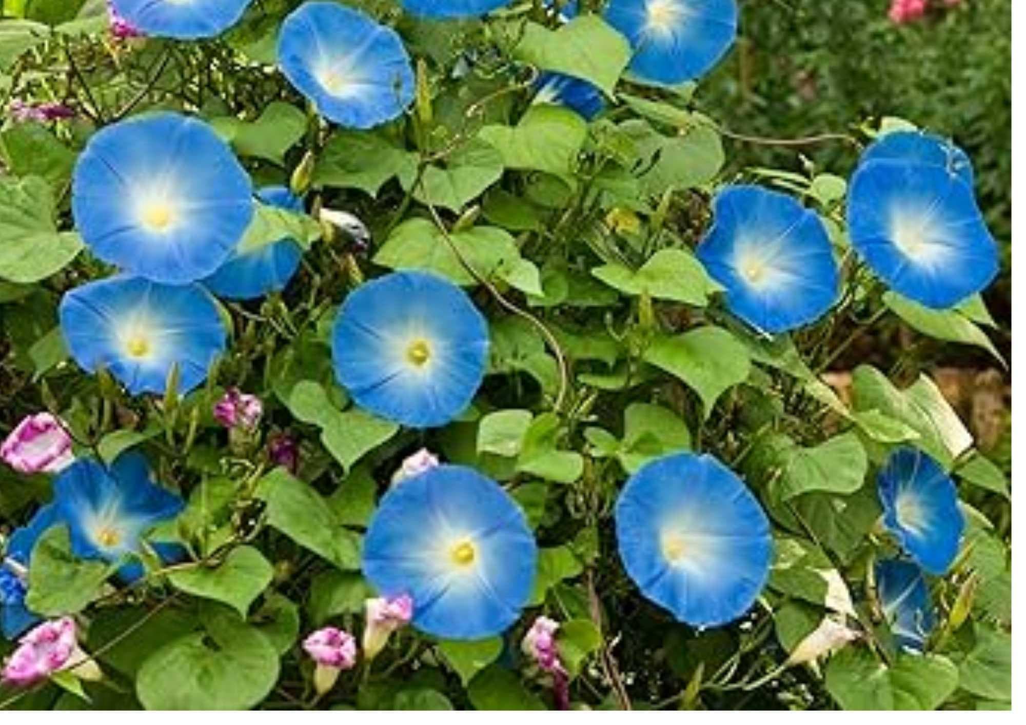 Baby Blue Eyes Wildflower Seeds – Drought Tolerant Groundcover, Meadow Pollinator Plant, Sky-Blue Blooms, Eustoma grandiflorum