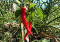 Cayenne Pepper Seeds | Heirloom Large Red Thick-Walled Hot Chili Seeds for Garden Planting