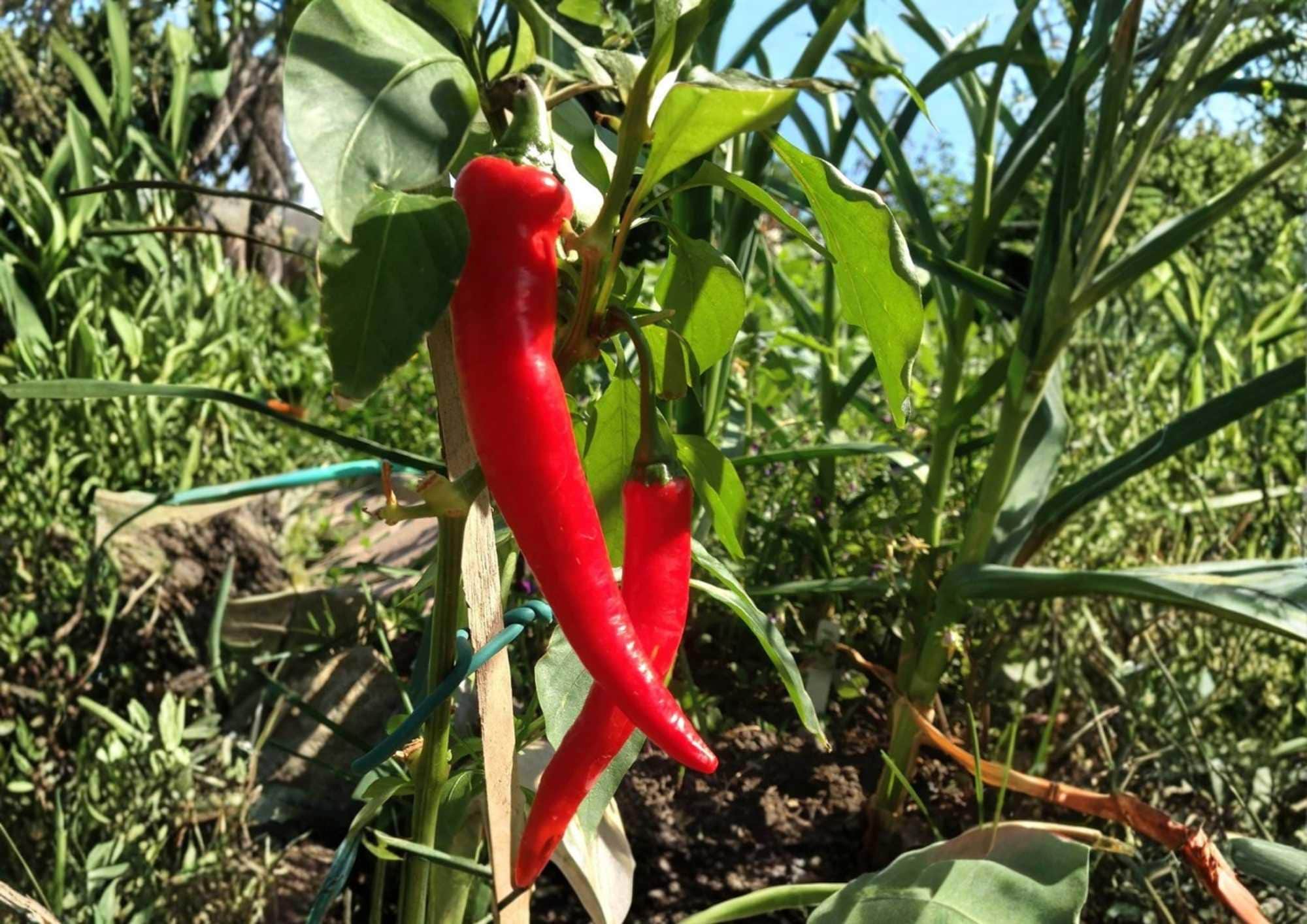 Cayenne Pepper Seeds | Heirloom Large Red Thick-Walled Hot Chili Seeds for Garden Planting