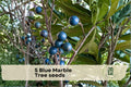 Blue Marble Tree Seeds – Elaeocarpus angustifolius Tropical Ornamental Tree with Blue Marble Fruits, Exotic Landscape Plant
