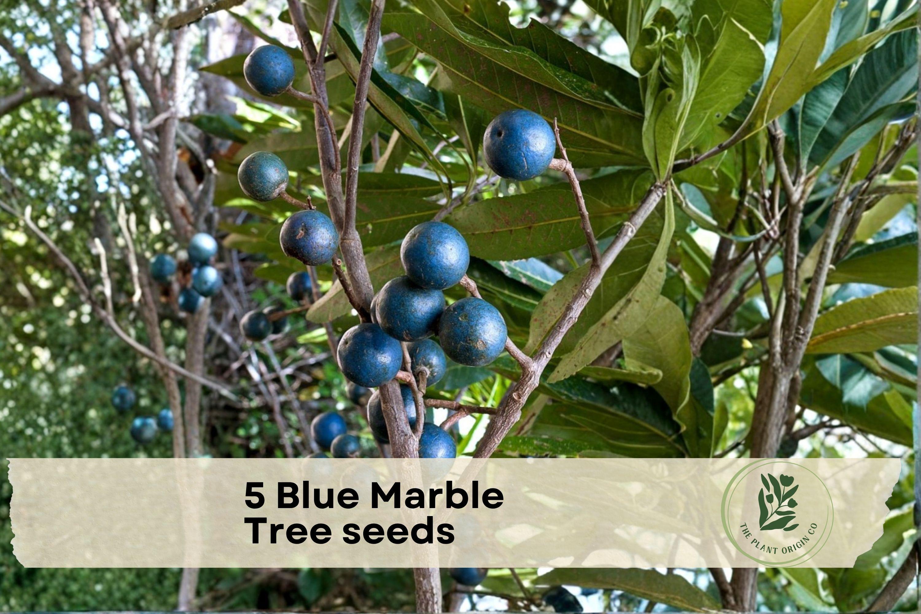Blue Marble Tree Seeds – Elaeocarpus angustifolius Tropical Ornamental Tree with Blue Marble Fruits, Exotic Landscape Plant