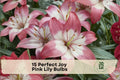 Pink Lily Bulbs, Asiatic Lily, Perfect Joy Hybrid, Flowering Bulb for Garden Beds and Containers
