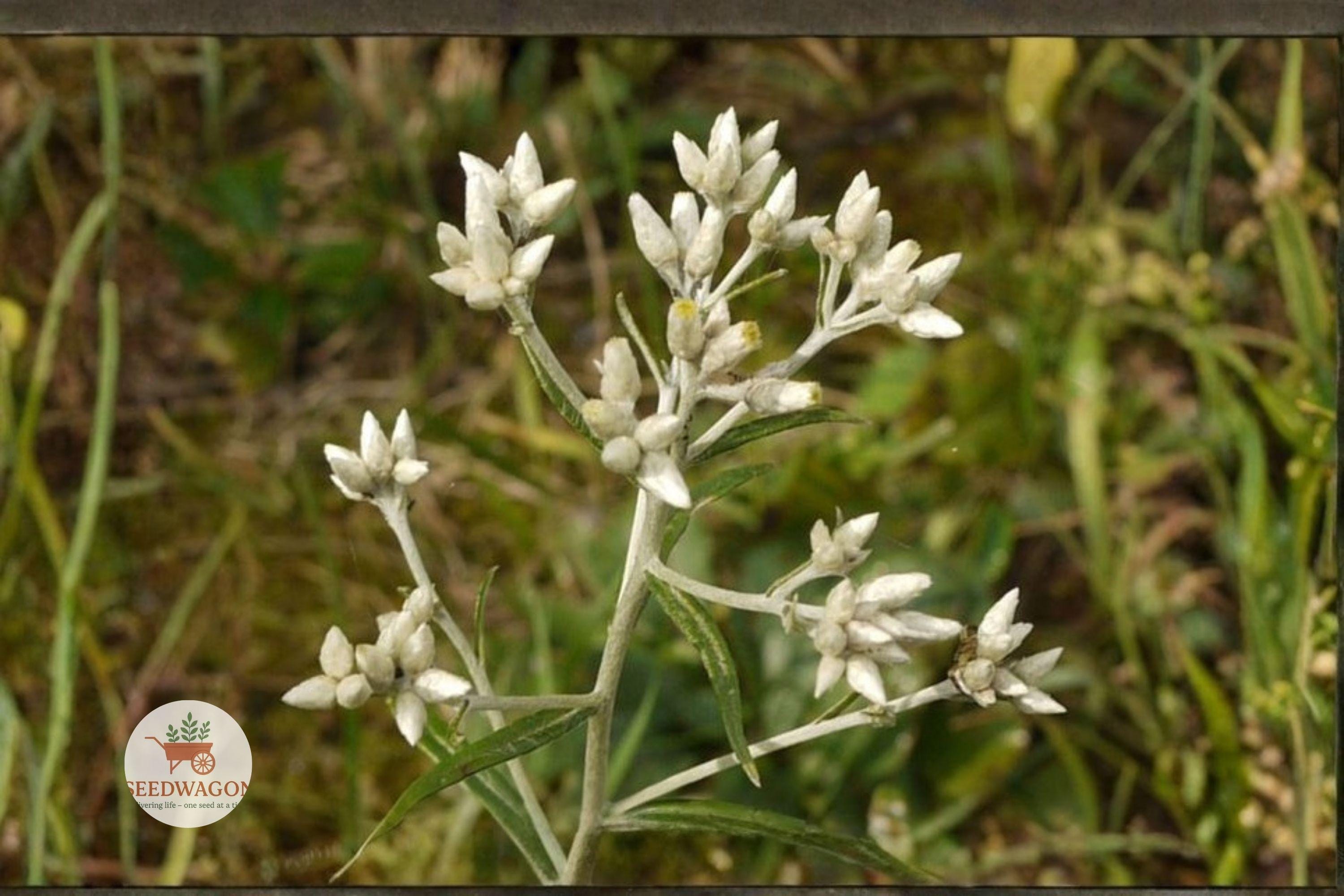 500 Sweet Everlasting Seeds – Native Wildflower, White Fragrant Blooms, Pollinator Attracting, Dried Flower Use, Pseudognaphalium obtusifolium