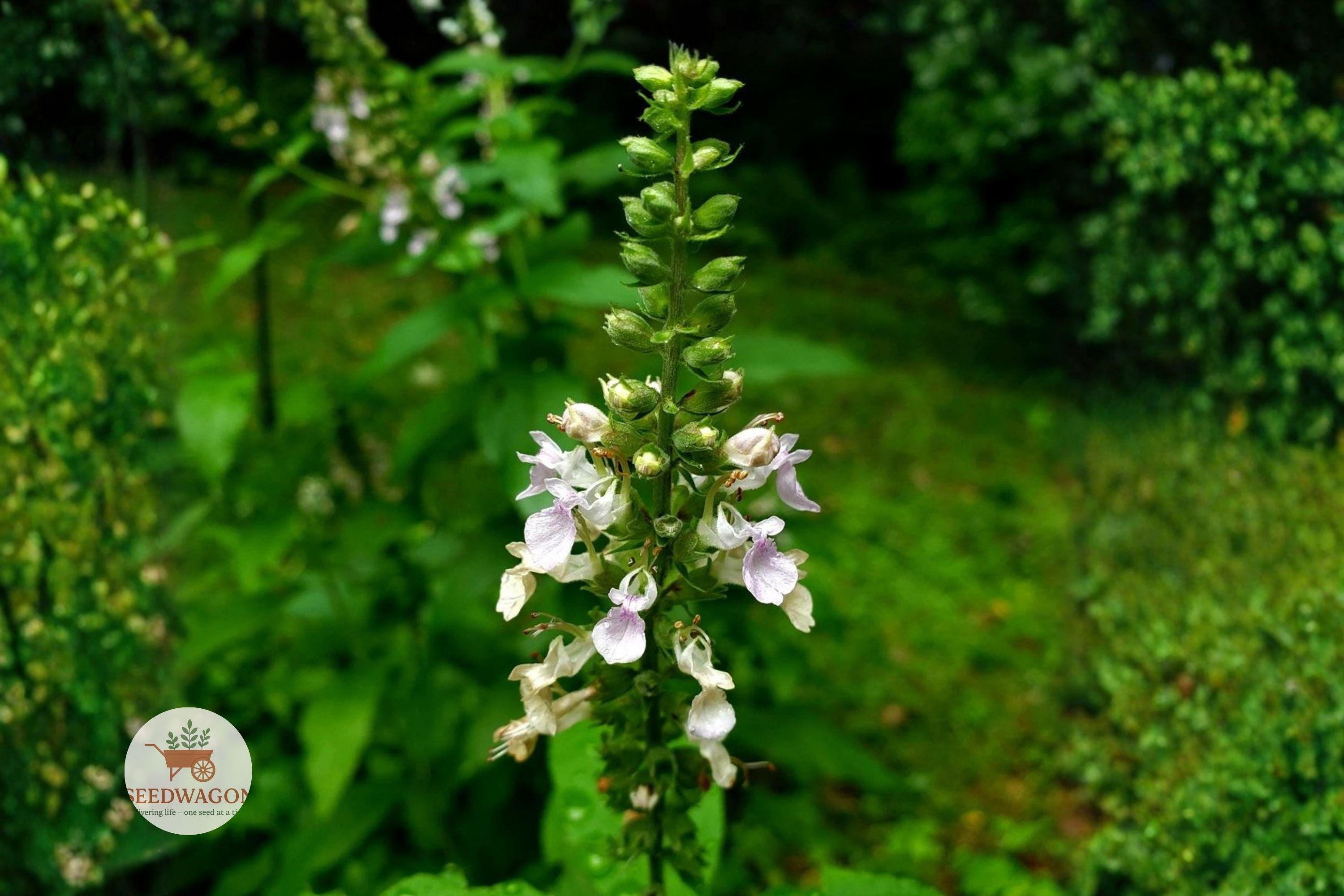 American Germander Seeds – Native Perennial Wildflower for Pollinator Gardens, Teucrium canadense, Lavender Flowers