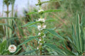 American Bugleweed Seeds 500 – Lycopus americanus Perennial Wetland Plant for Pollinators, Moist Soil, Native Wildflower