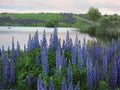 Blue Lupine Seeds – Perennial Flower, Blue to Violet, Lupinus perennis, Garden & Natural Planting, 25 Seeds