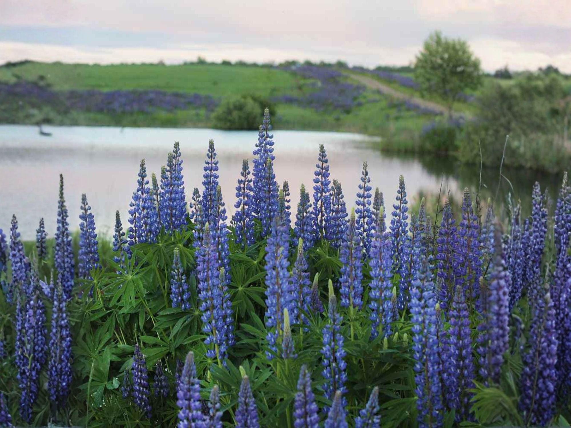 Blue Lupine Seeds – Perennial Flower, Blue to Violet, Lupinus perennis, Garden & Natural Planting, 25 Seeds