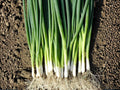 Evergreen Bunching Onion Seeds – Heirloom Non-GMO Green Vegetable Seeds for Home Garden, Scallions, Cool-Season Vegetable