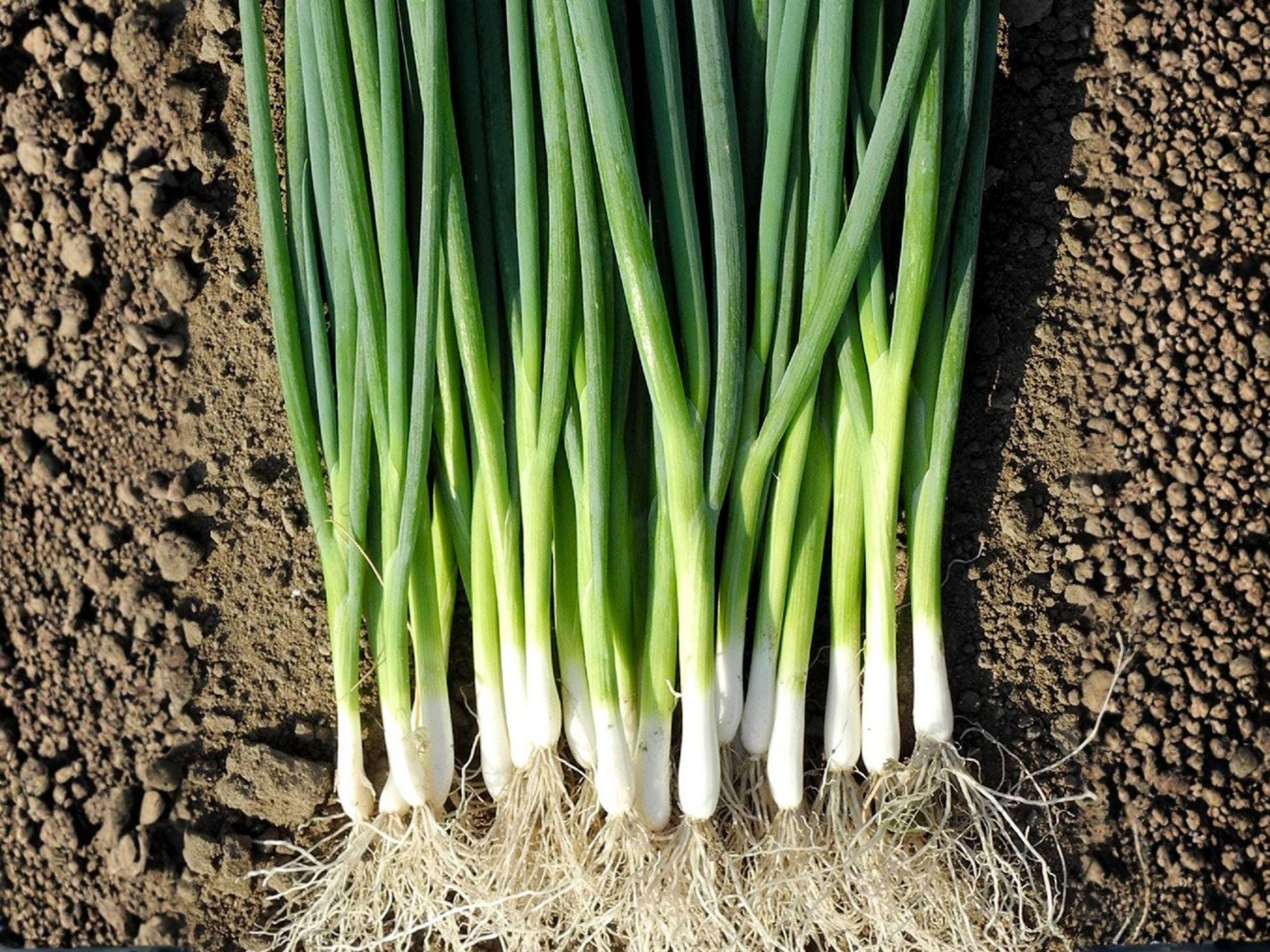 Evergreen Bunching Onion Seeds – Heirloom Non-GMO Green Vegetable Seeds for Home Garden, Scallions, Cool-Season Vegetable