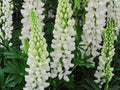 White Lupine Seeds | Lupinus polyphyllus Russell White Flowering Perennial Plant for Gardens & Borders