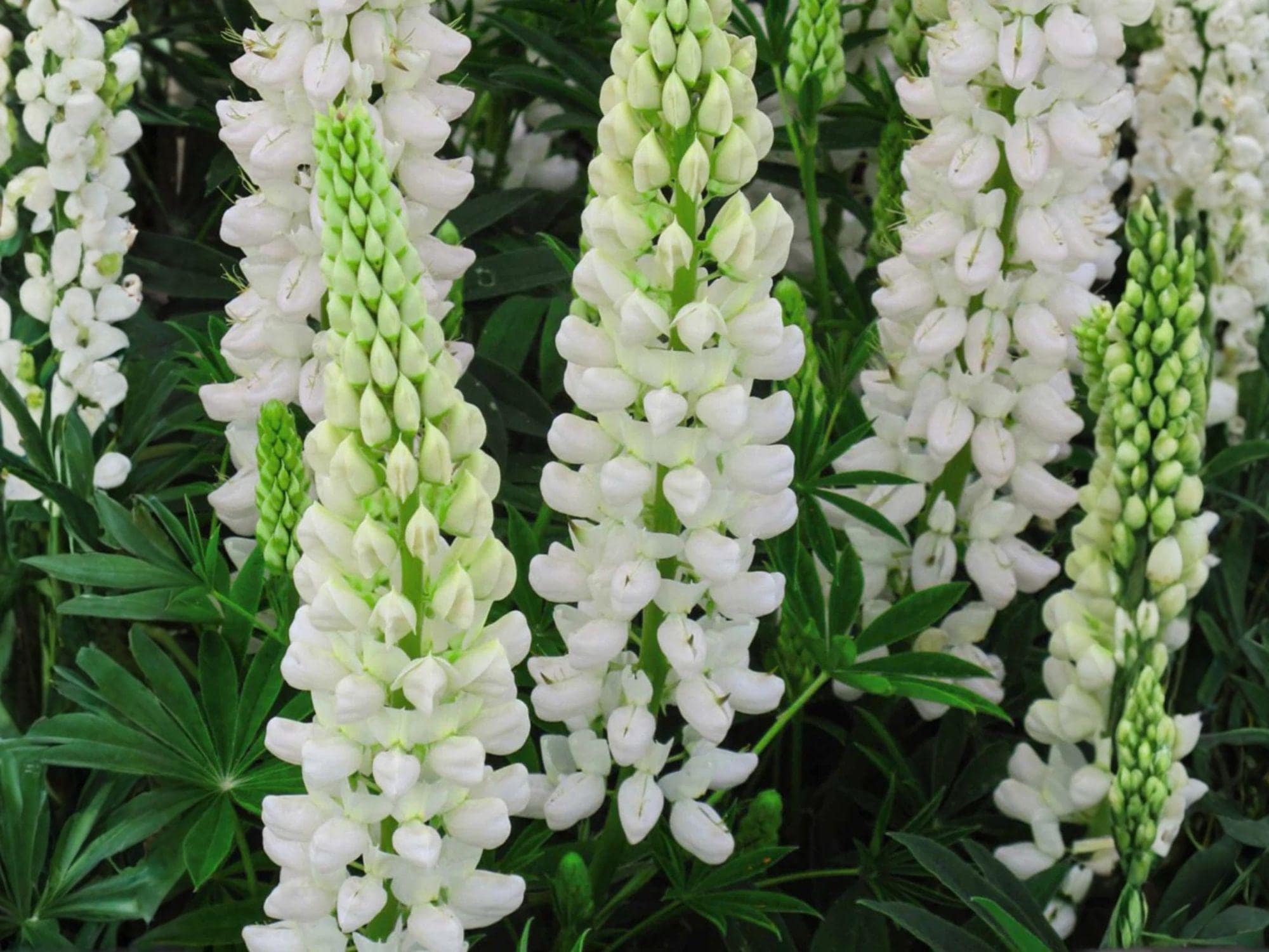 White Lupine Seeds | Lupinus polyphyllus Russell White Flowering Perennial Plant for Gardens & Borders