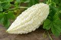 White Bitter Gourd Hybrid Seeds – Milder Flavor, Asian Cuisine Vegetable, Momordica charantia, 5 Seeds
