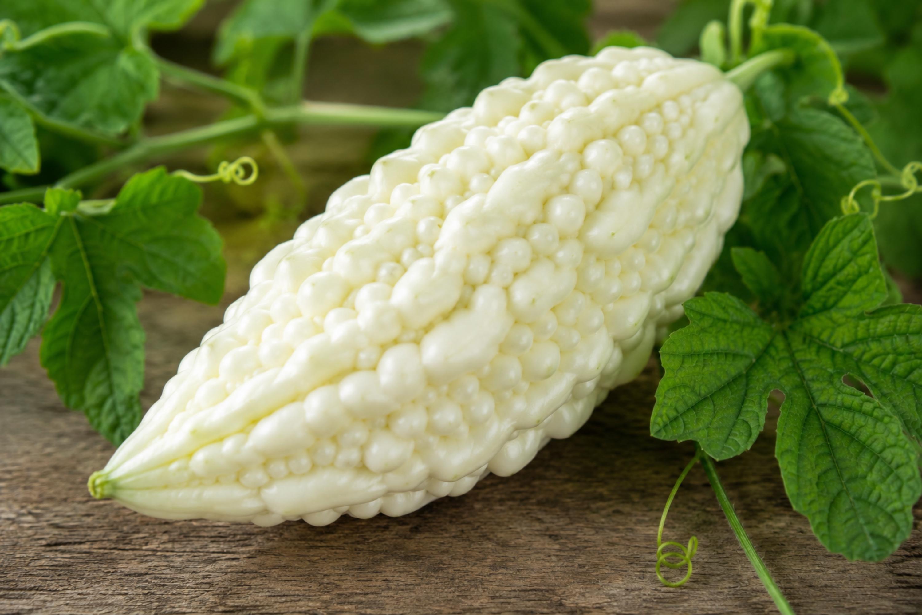 White Bitter Gourd Hybrid Seeds – Milder Flavor, Asian Cuisine Vegetable, Momordica charantia, 5 Seeds