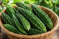 Indian Bitter Gourd Seeds | Hybrid Bitter Melon Variety for Asian Cuisine | Momordica charantia (5 Seeds)