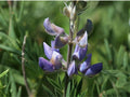 Riverbank Lupine Seeds | Lupinus rivularis Flowering Perennial | Purple to Blue Blooms for Gardens & Natural Landscapes