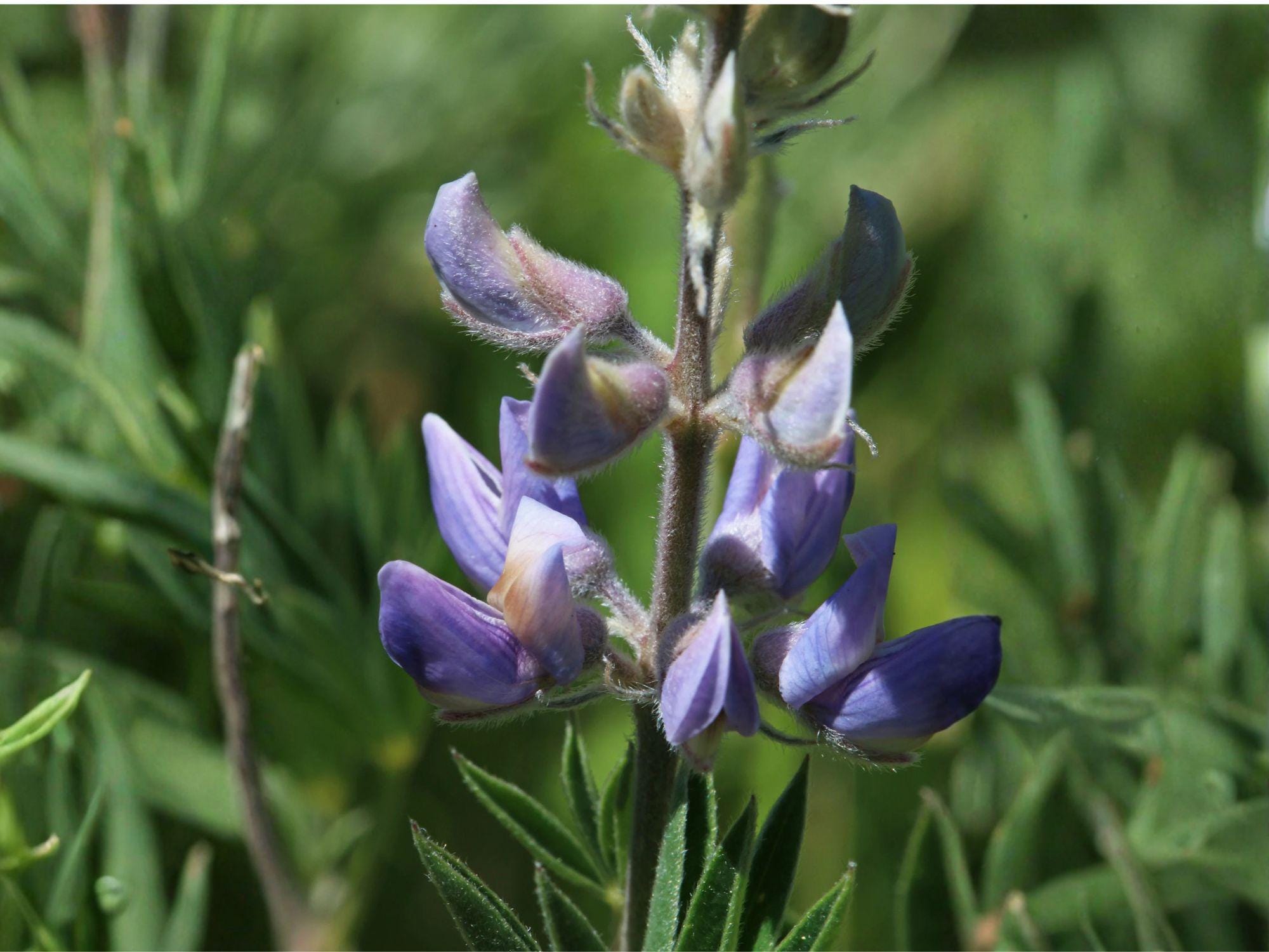 Riverbank Lupine Seeds | Lupinus rivularis Flowering Perennial | Purple to Blue Blooms for Gardens & Natural Landscapes