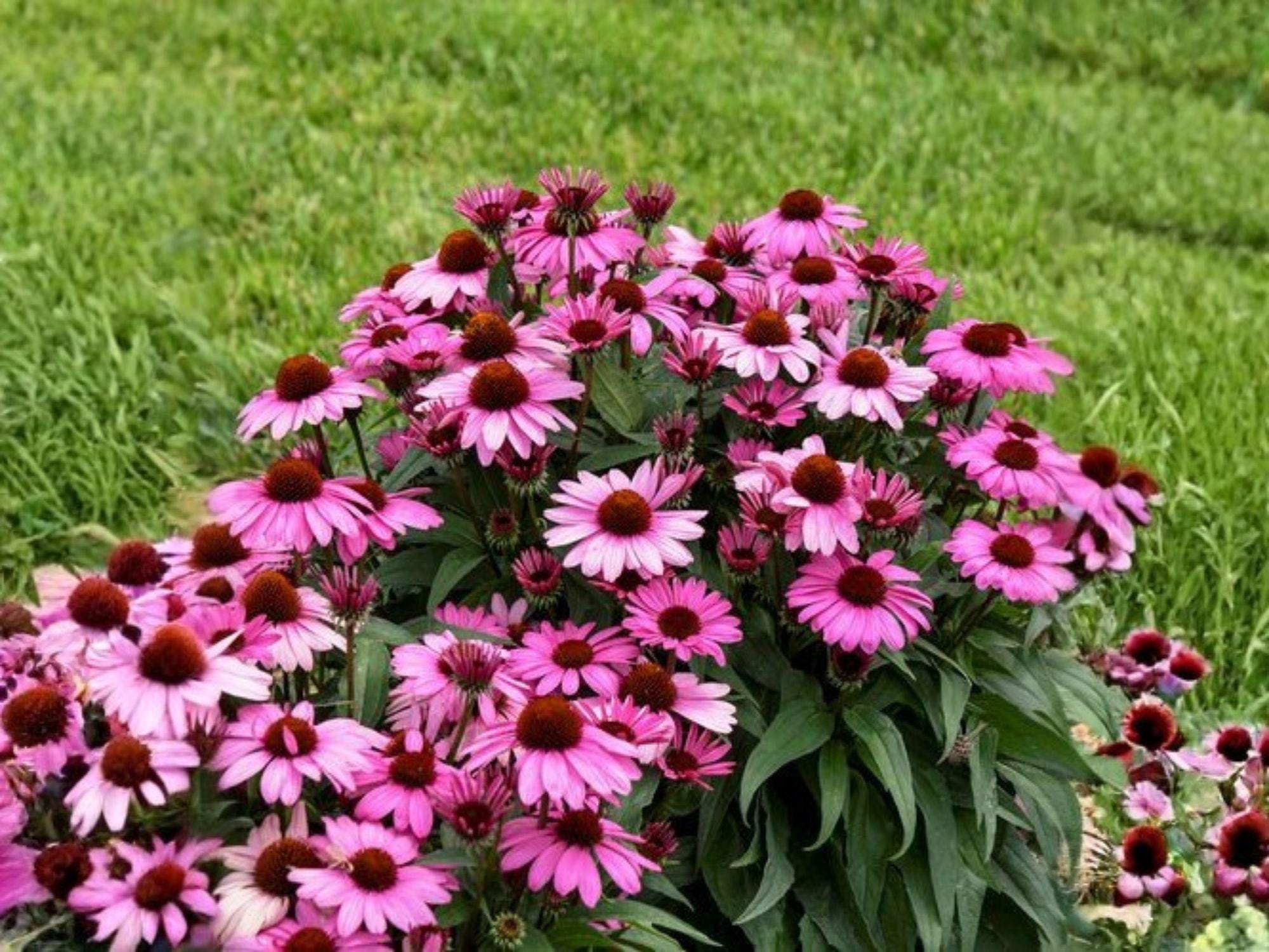 Purple Coneflower Seeds – Echinacea purpurea Flower for Gardens, Borders, Natural Plantings, 100 Seeds