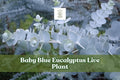 Baby Blue Eucalyptus Live Plant Starter Plug | Silver Blue Foliage, Ornamental Container Plant, Eucalyptus pulverulenta