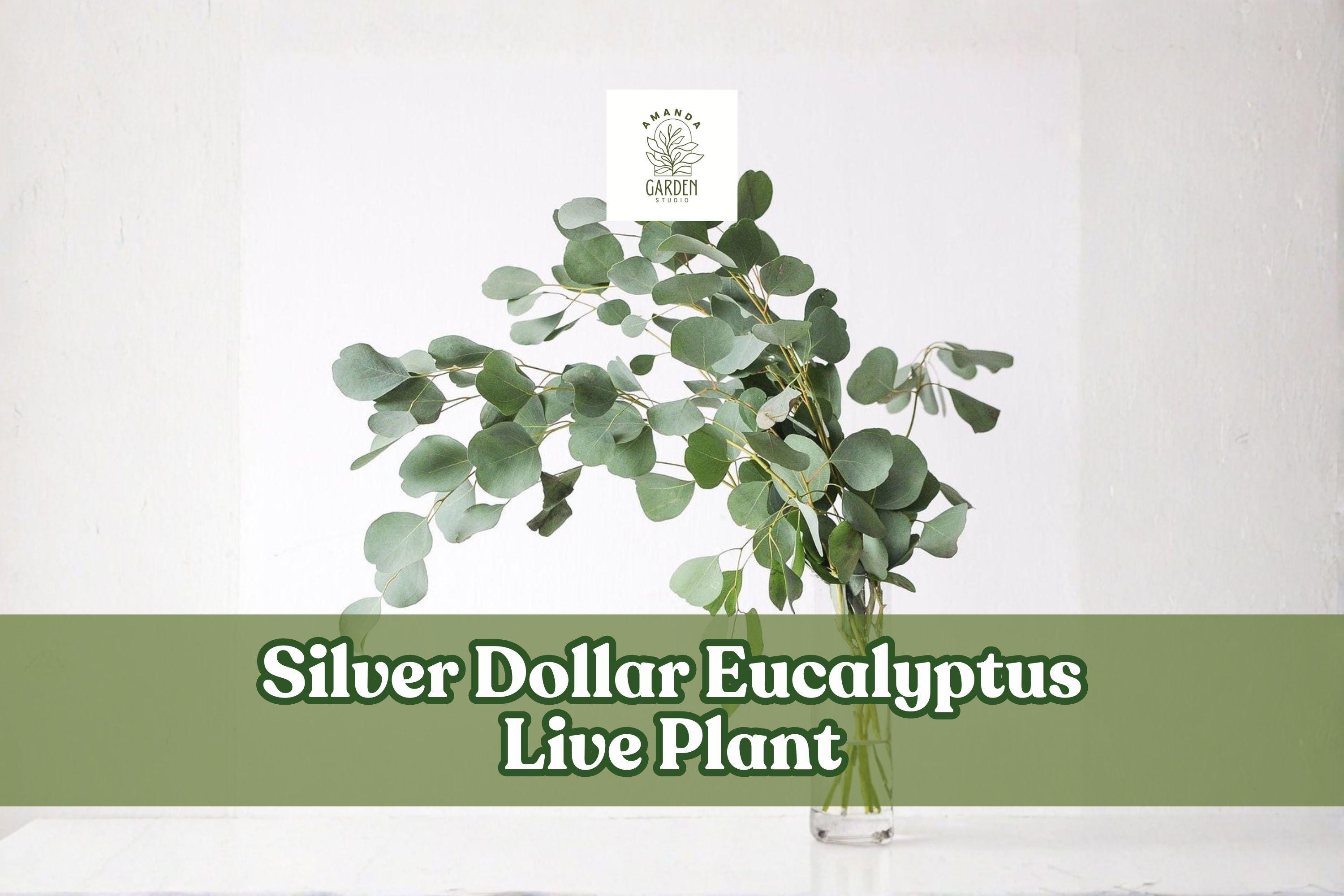 Silver Dollar Eucalyptus Live Plant | Eucalyptus cinerea Starter Plug for Containers, Garden & Cut Foliage