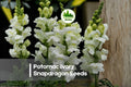 Potomac Ivory Snapdragon Seeds - Antirrhinum majus, Ivory Flowers, Cut-Flower, Annual, 1000+ Seeds