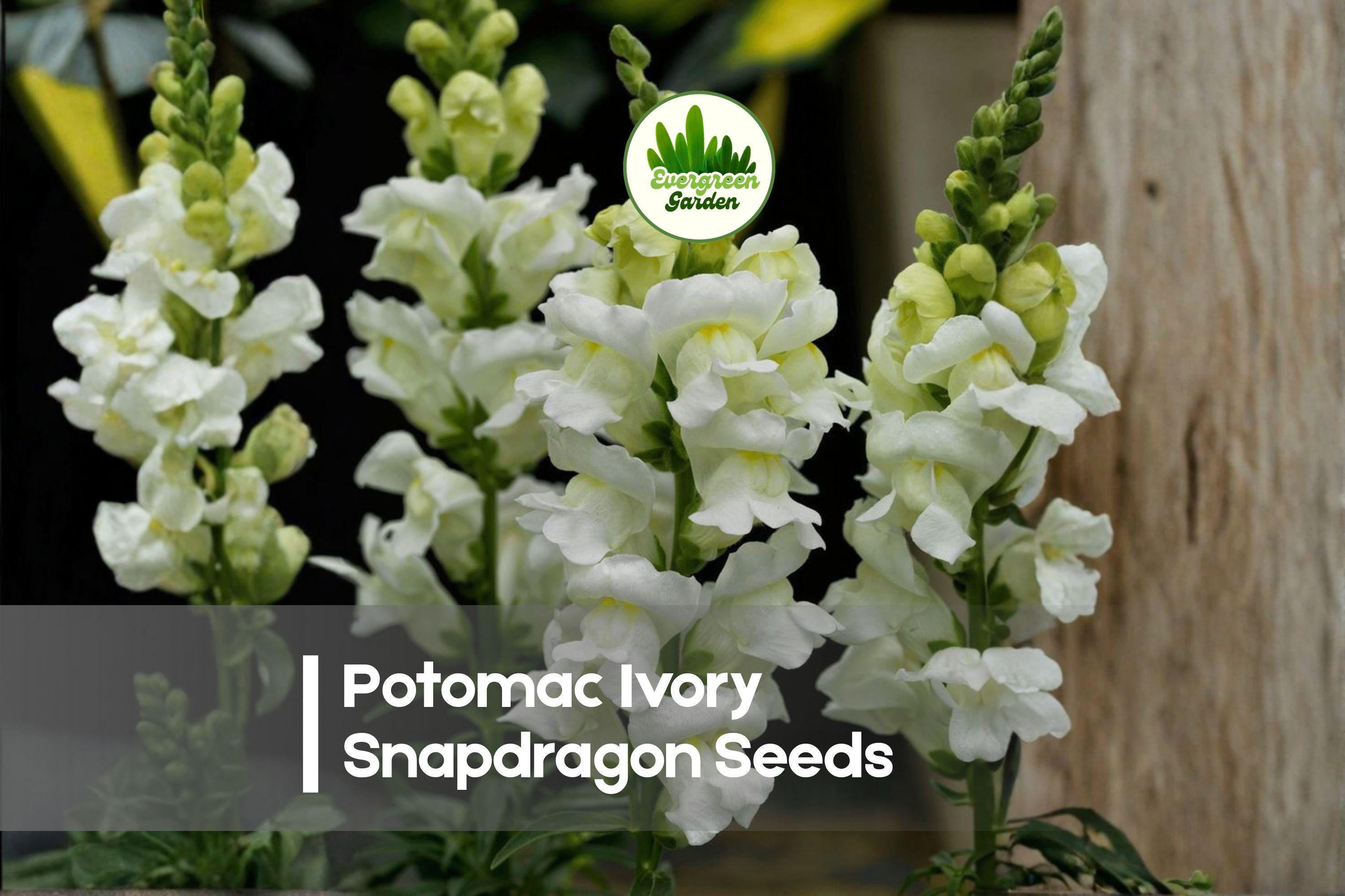 Potomac Ivory Snapdragon Seeds - Antirrhinum majus, Ivory Flowers, Cut-Flower, Annual, 1000+ Seeds