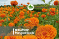 25 Jedi African Marigold Seeds | Bright Golden Yellow Blooms | Tagetes erecta | Annual Garden Flowers for Borders & Containers
