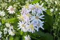 Big-Leaved Aster Seeds, Native Woodland Wildflower, Eurybia macrophylla, Shade Garden, Pollinator Support