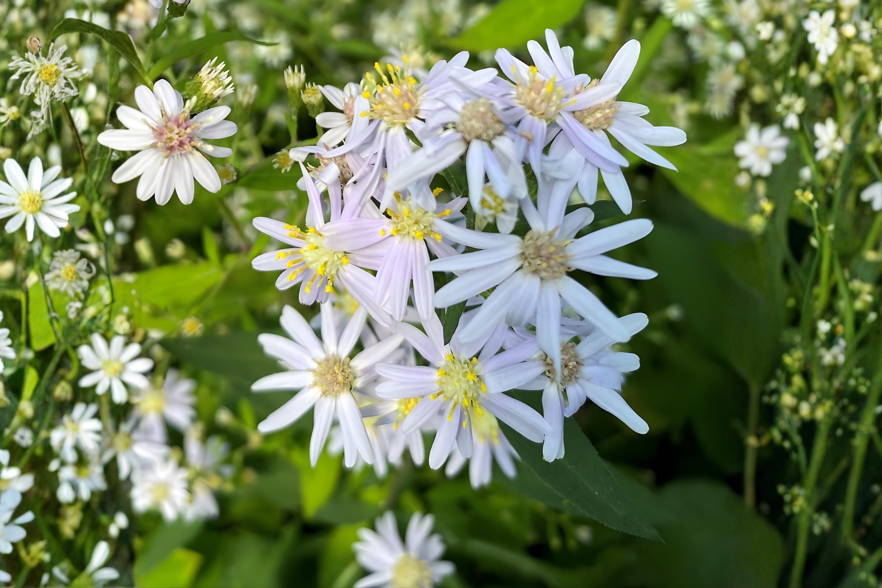 Big-Leaved Aster Seeds, Native Woodland Wildflower, Eurybia macrophylla, Shade Garden, Pollinator Support