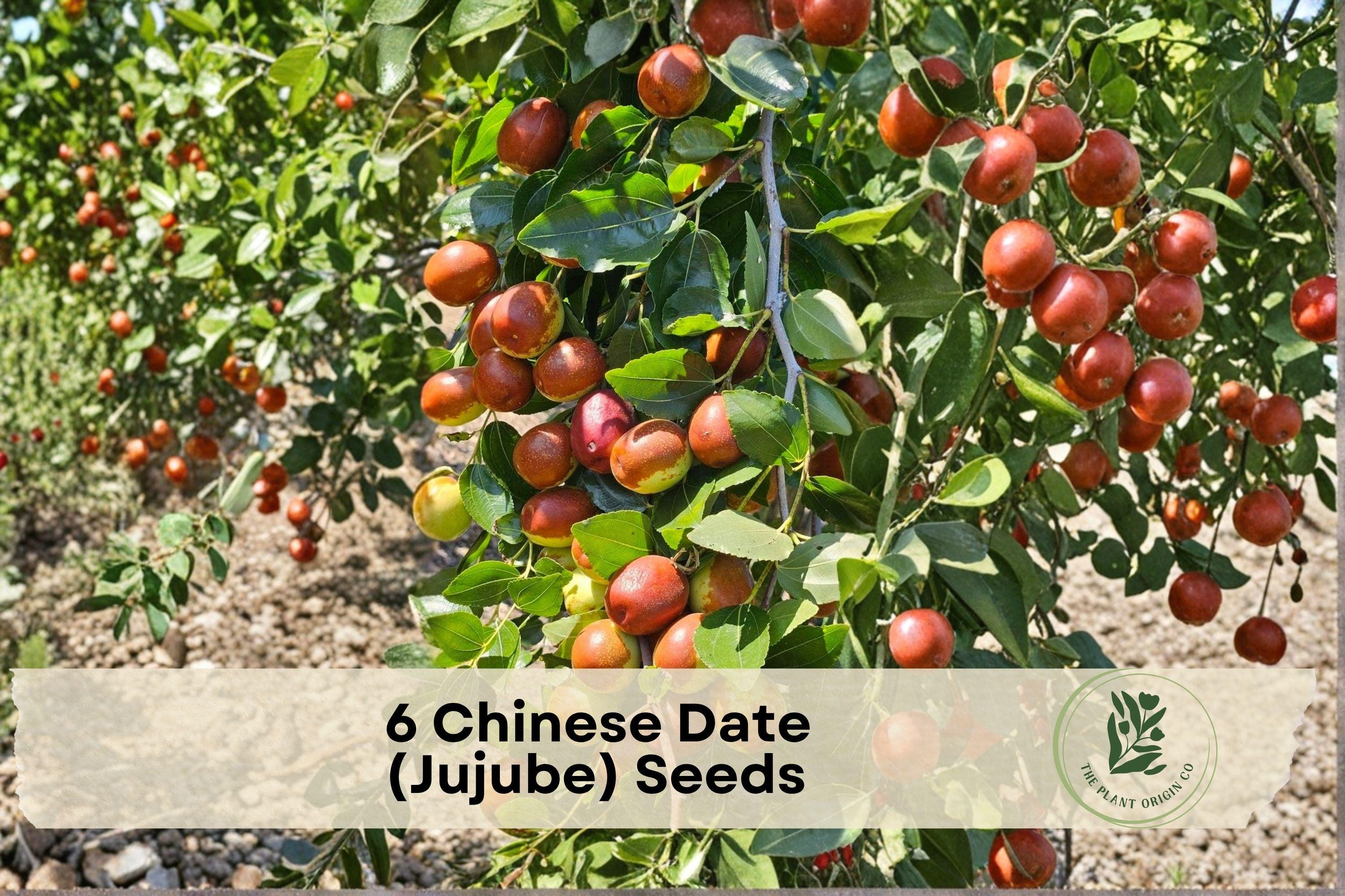 Chinese Date Jujube Seeds – Edible Fruit Tree, Ziziphus jujuba, Small Sweet Fruits, Hardy, Suitable for Garden & Orchard