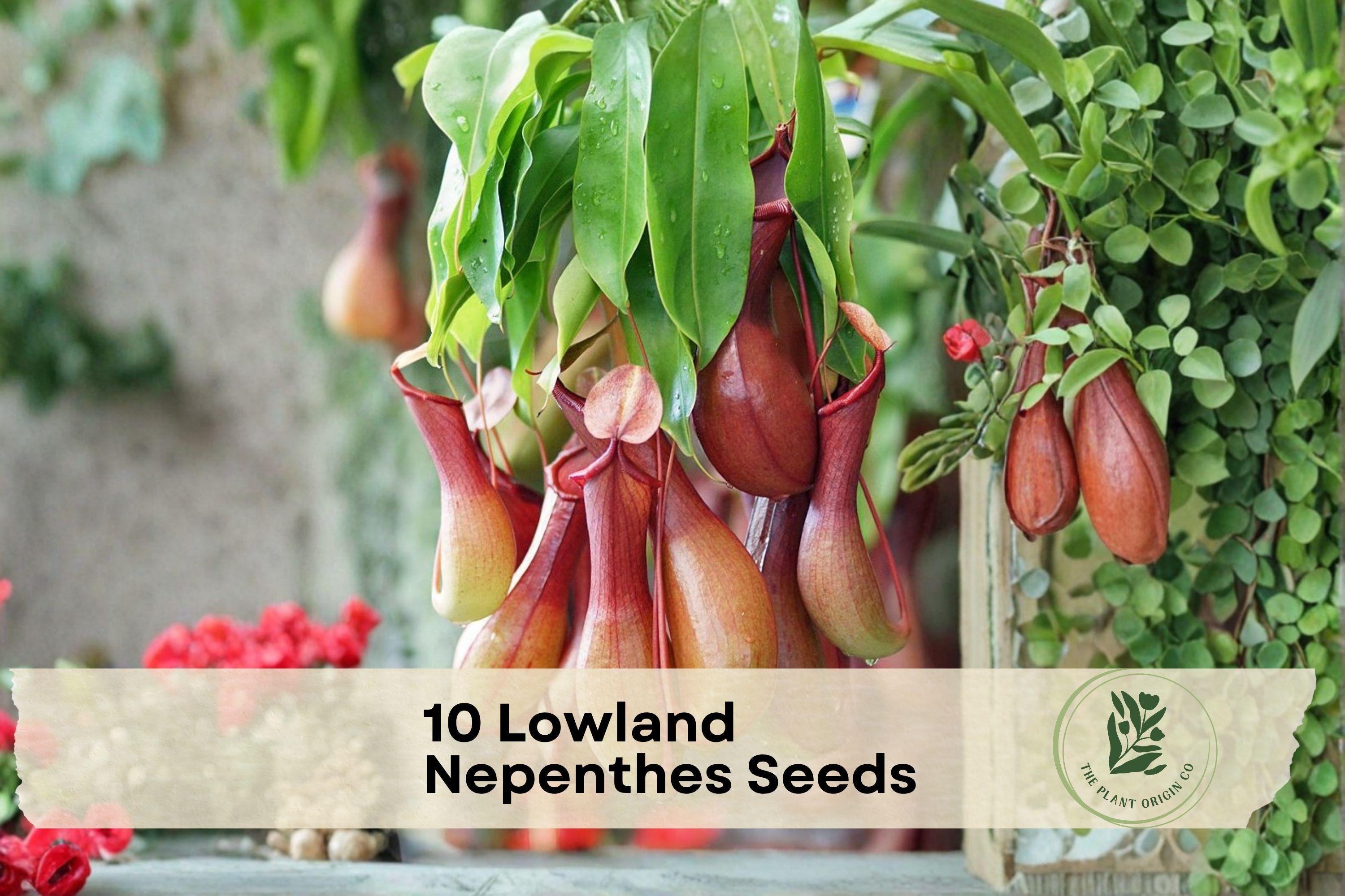 Lowland Nepenthes Seeds - Carnivorous Pitcher Plant, Tropical Nepenthes madagascariensis, Exotic Indoor & Terrarium Plant