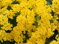 Basket of Gold Flower Seeds, Alyssum Saxatile, Golden Yellow, Rock Garden, Border Plant, Perennial, 100 Seeds