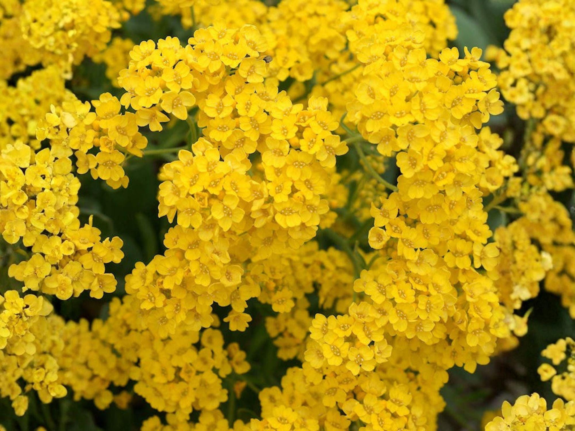 Basket of Gold Flower Seeds, Alyssum Saxatile, Golden Yellow, Rock Garden, Border Plant, Perennial, 100 Seeds