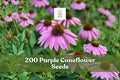 Purple Coneflower Seeds – Echinacea spp. Perennial Wildflower for Gardens, 200+ Seeds, Purple Blooms, Native Plant