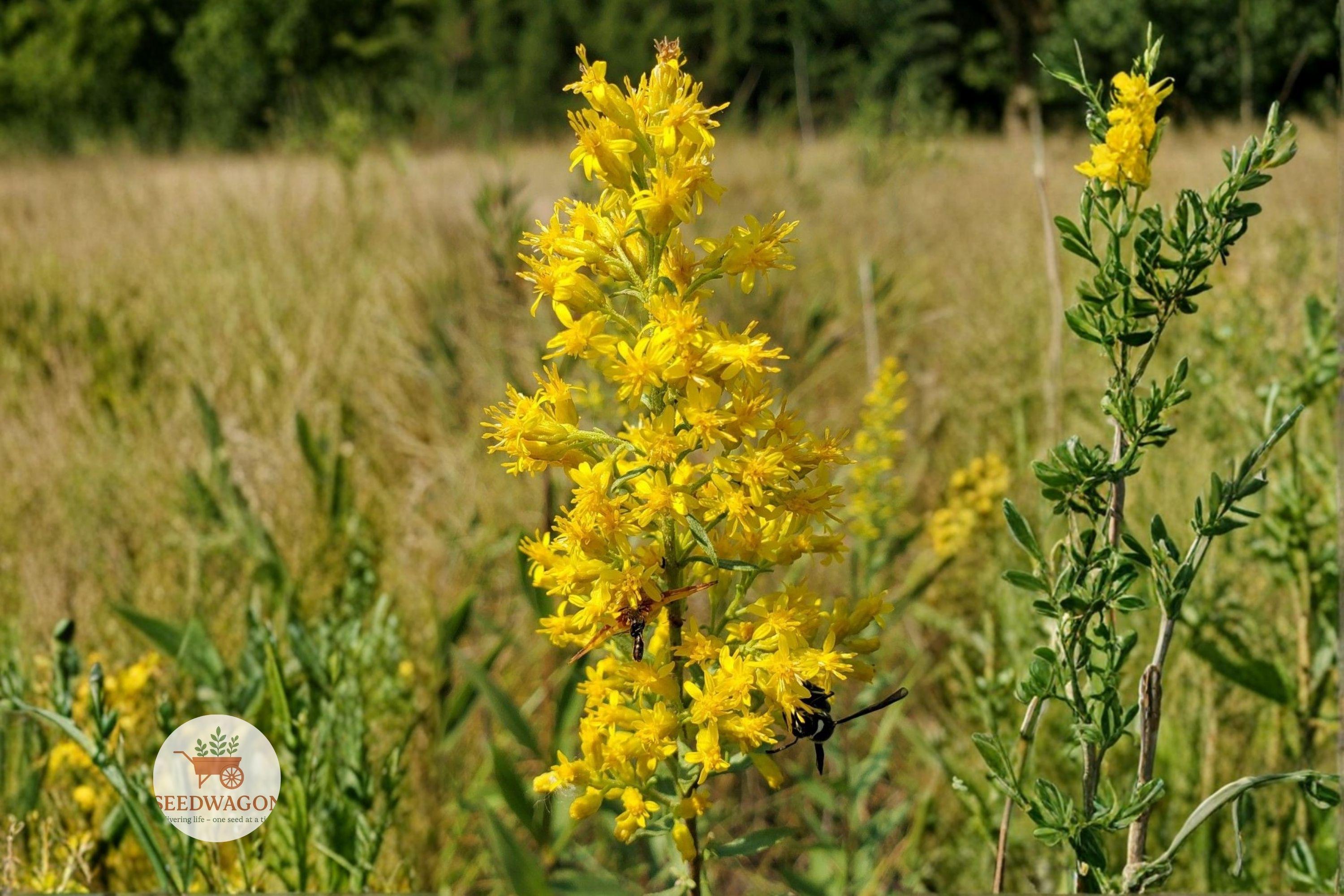 Stiff Goldenrod Seeds 100 – Native Prairie Wildflower for Pollinator Garden – Solidago rigida, Attracts Bees & Butterflies