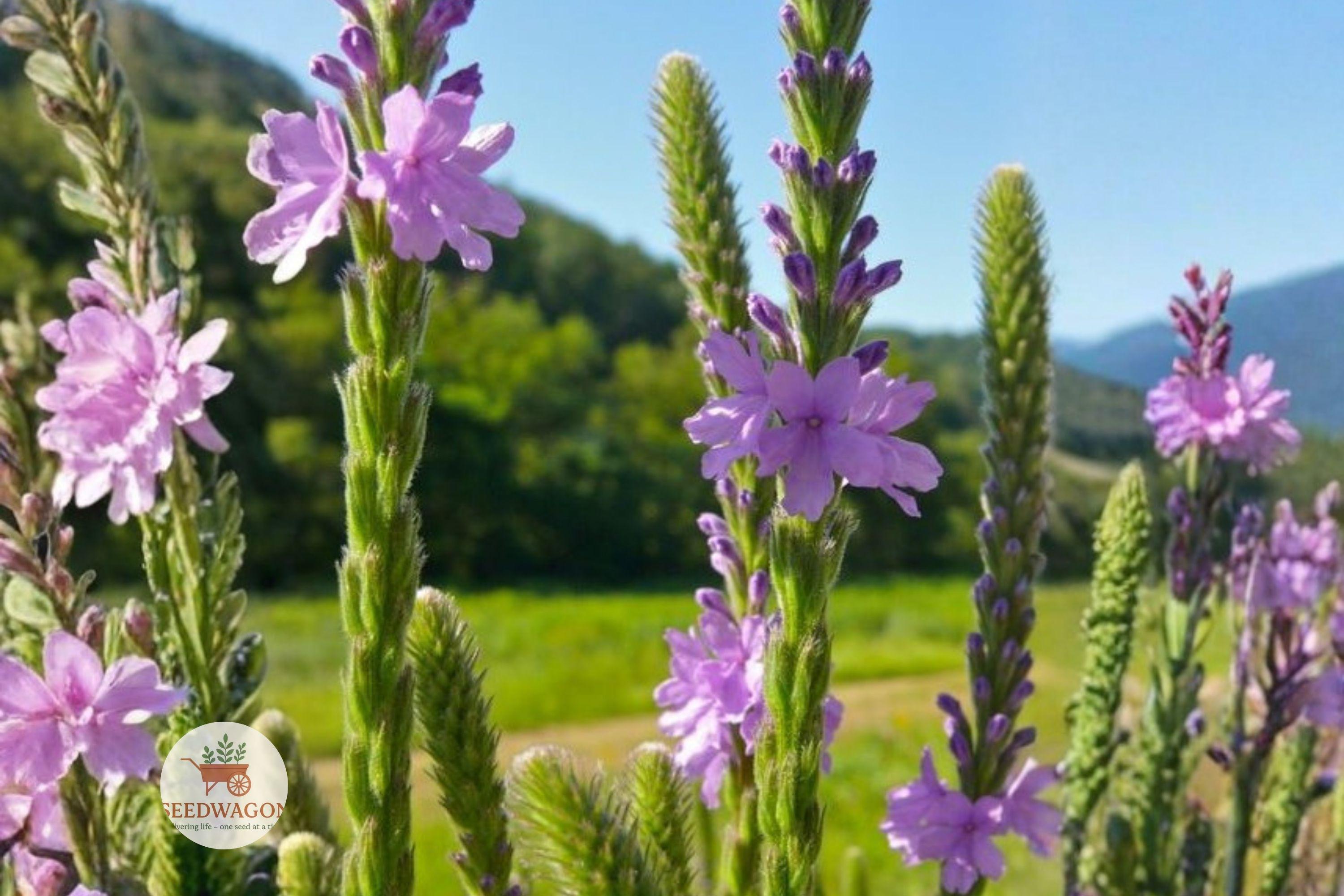 Hoary Vervain Seeds 100 Verbena stricta Native Purple Prairie Wildflower Pollinator Garden Plant