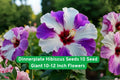 Dinnerplate Hibiscus Seeds – Giant 10-12 Inch Flowers, Mixed Colors, Perennial, Hibiscus moscheutos, Tropical Garden Display