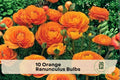 Orange Ranunculus Bulbs – Flowering Corms for Borders, Containers, Spring Blooms, Ranunculus asiaticus
