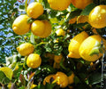 Grafted Harvey Lemon Tree - 24 Inch Citrus Plant for Indoor Outdoor Growing - Fresh Fruit Tree