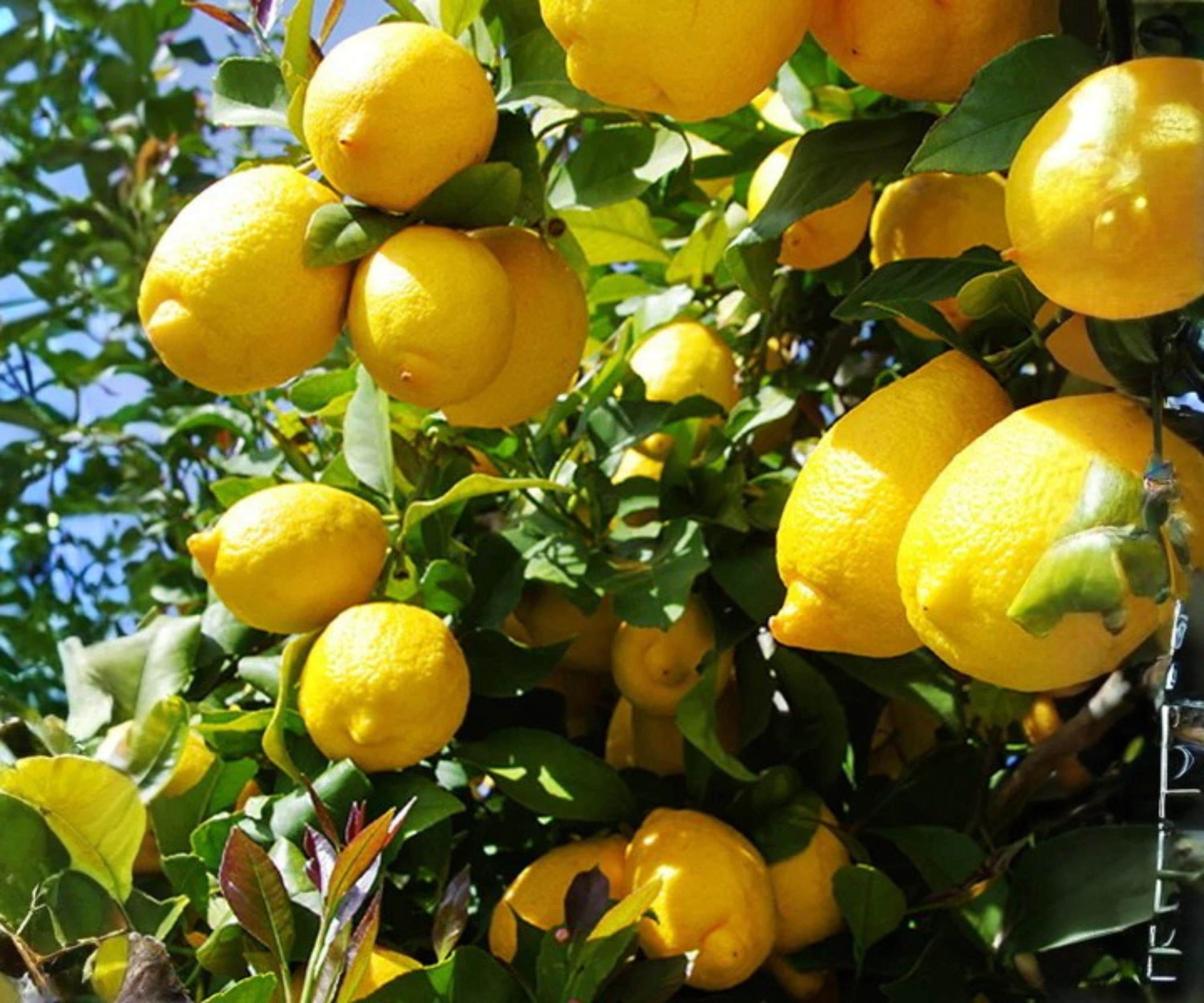 Grafted Harvey Lemon Tree - 24 Inch Citrus Plant for Indoor Outdoor Growing - Fresh Fruit Tree