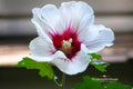 Rose of Sharon Unrooted Cuttings – Hibiscus syriacus, White & Purple Mix, Flowering Shrubs for Landscaping, 10 Live Plant Cuttings