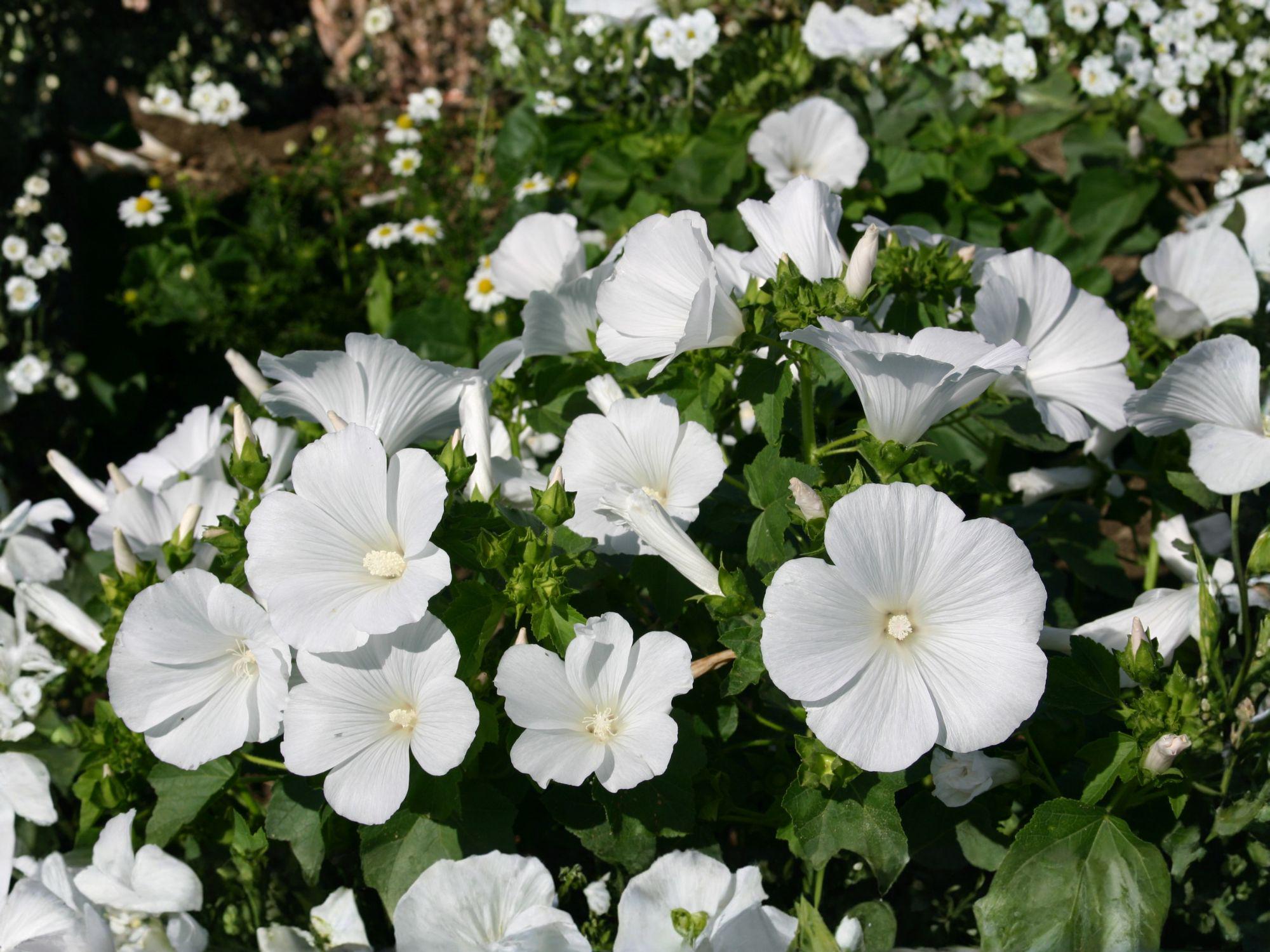 White Rose Mallow Seeds | Dwarf Lavatera trimestris Flower for Garden & Container Planting