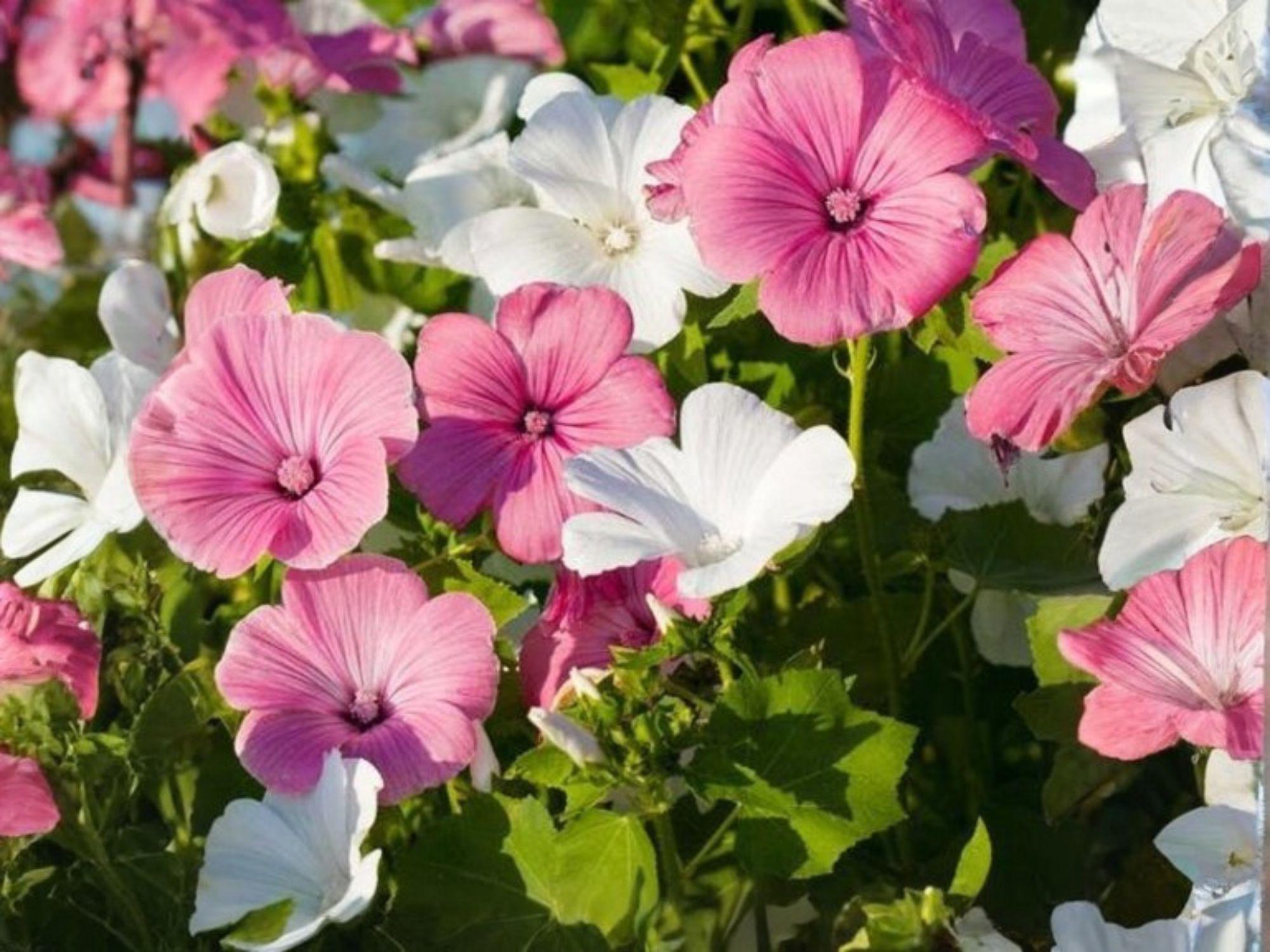 Dwarf Rose Mallow Mix Seeds | Lavatera trimestris Flower for Garden & Container Planting | Pink, White, Rose | 40 Seeds